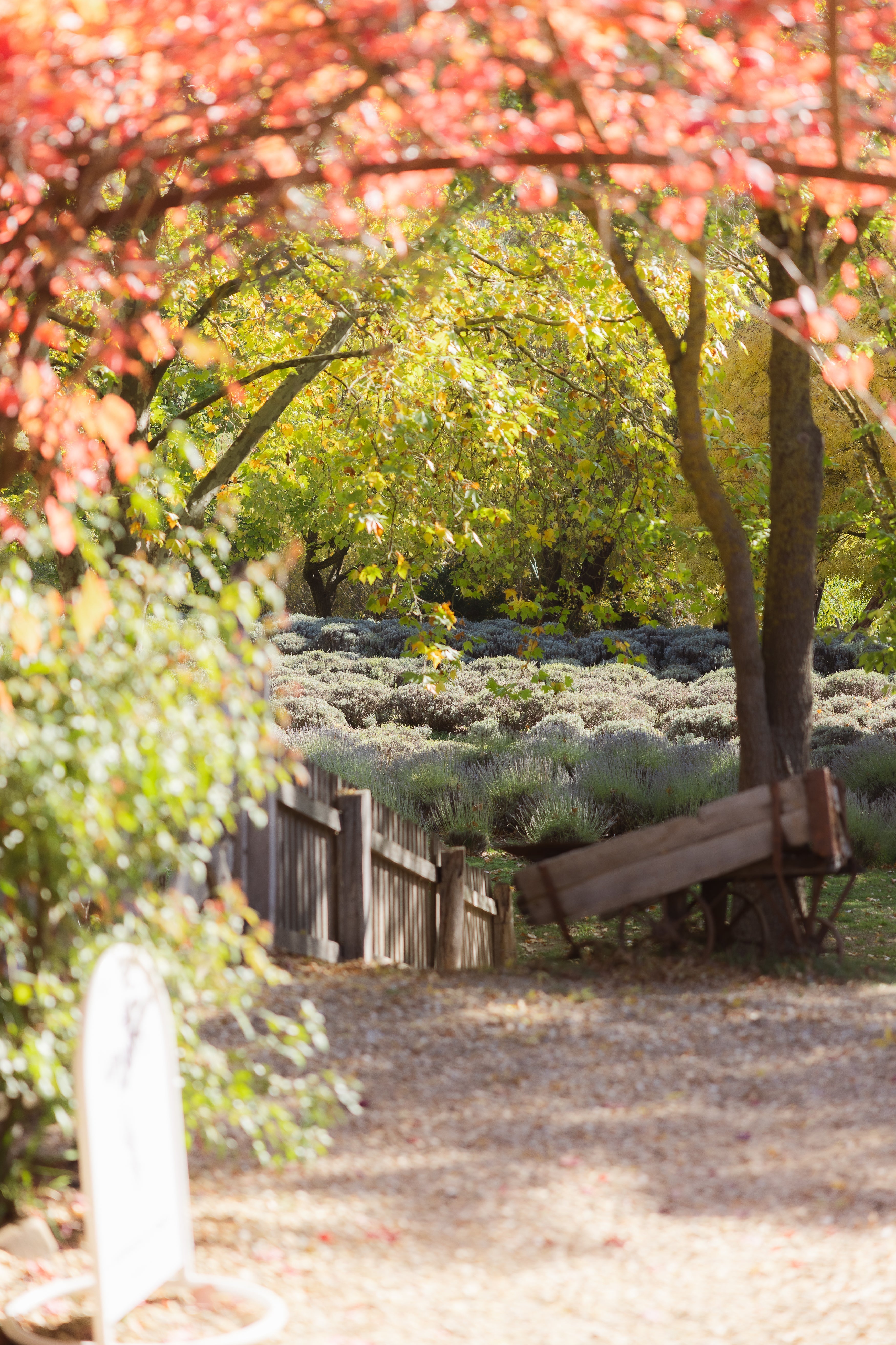 Top 10 Things to Do in Daylesford: A local's guide to Victoria's favourite country escape