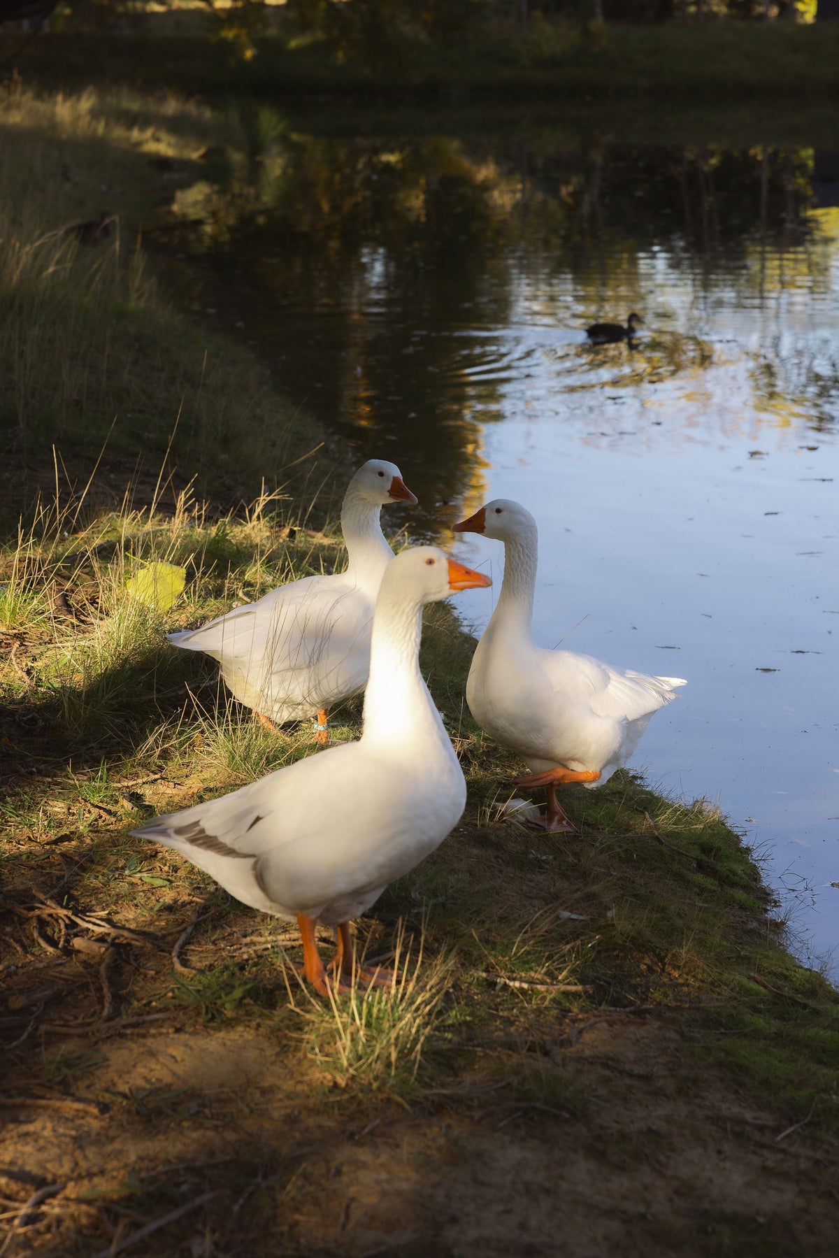 Daylesford with Kids: family-friendly activities for the perfect country getaway